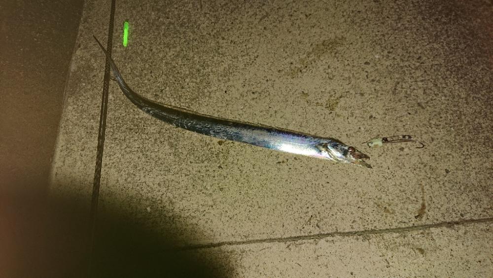 太刀魚テンヤ釣り