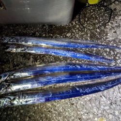 貝塚人工島タチウオ時合い短い！！