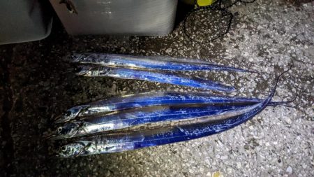 貝塚人工島タチウオ時合い短い！！