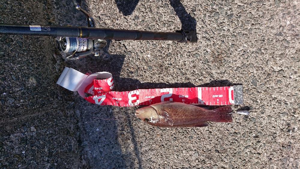 コフダイ釣りゆ