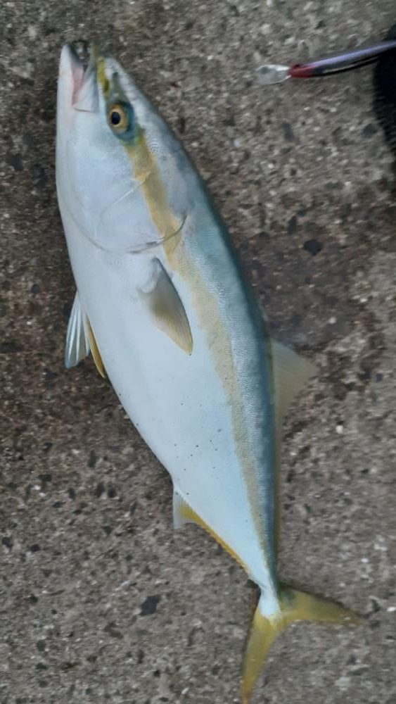 ハマチ~メジロ、サゴシもちらほら