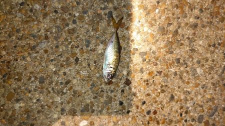 シーバスウヨウヨだ！