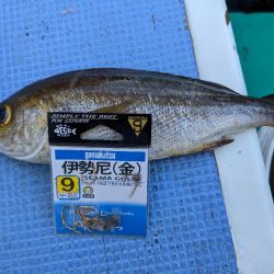 シマアジ リベンジ