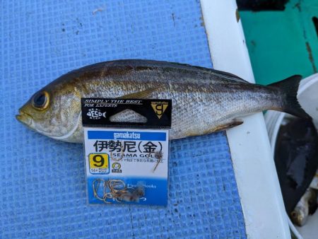 シマアジ リベンジ