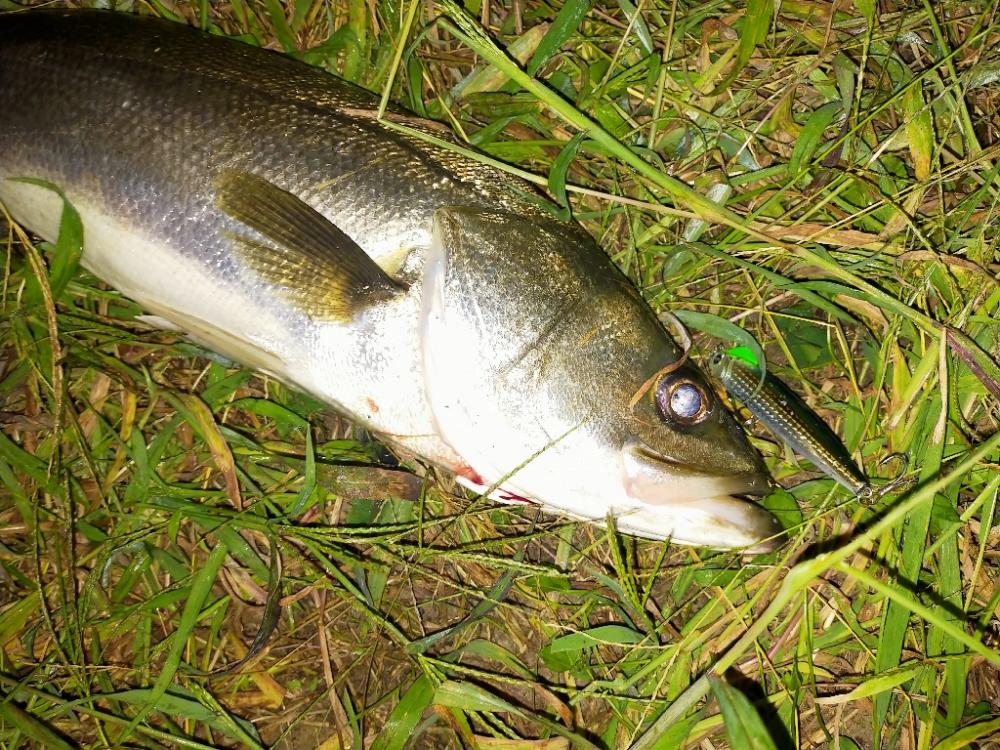 秋の元気なシーバス