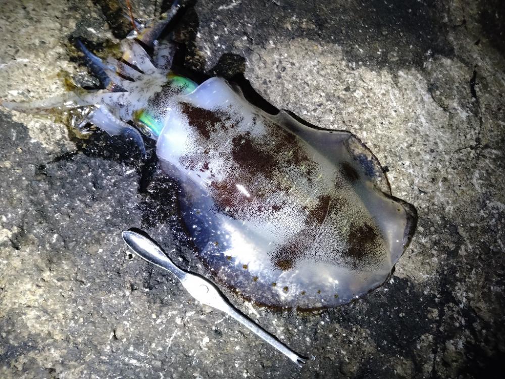 渋くはなってきましたが