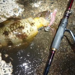 対馬エギング釣果