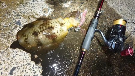 対馬エギング釣果