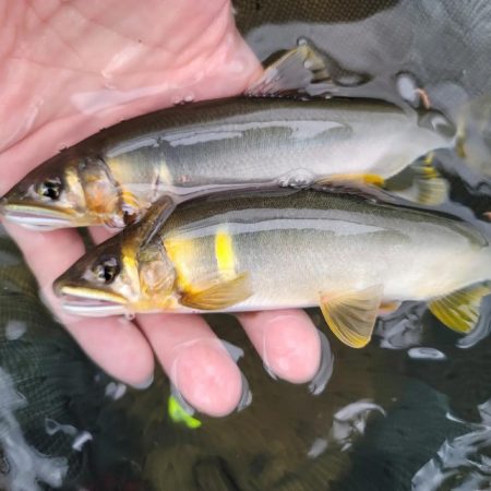 鮎釣り