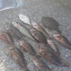 オキアミでガシラ爆釣‼️