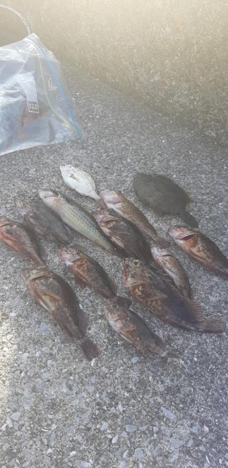 オキアミでガシラ爆釣‼️