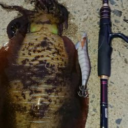 対馬エギング釣果