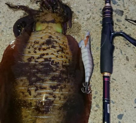 対馬エギング釣果