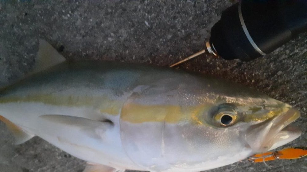 先日に続きブリ族はいい感じ