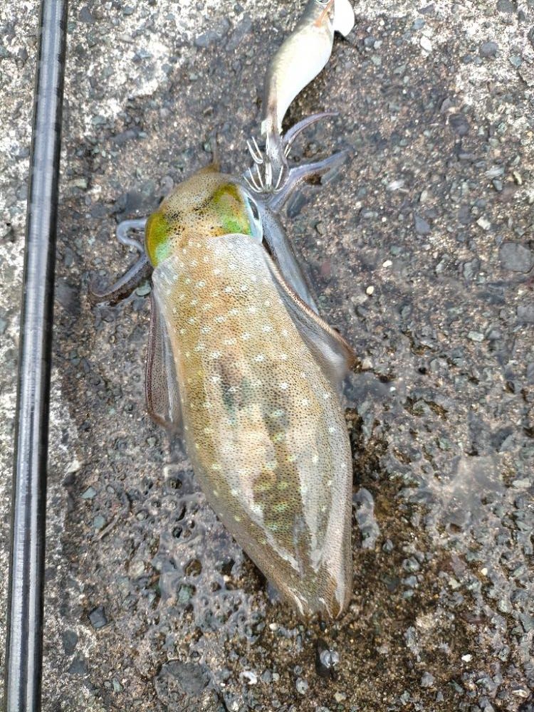 今年初コウイカゲット!!