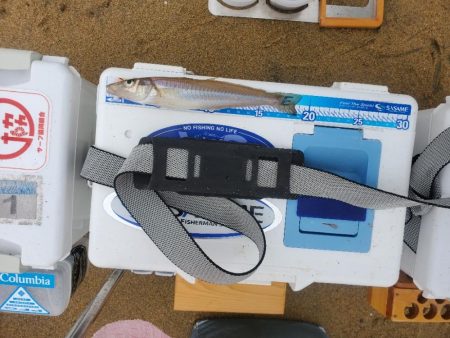 伊勢湾の落ちギス調査