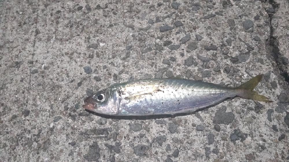 アジ探し@小島周辺