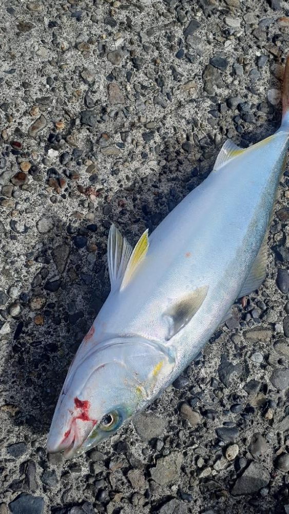 最近サイズがバラバラです～