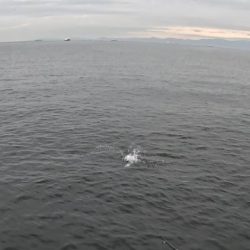 今日はジグがよくあたる(*^^*)