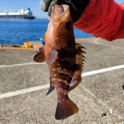 管理釣り場でキジハタ