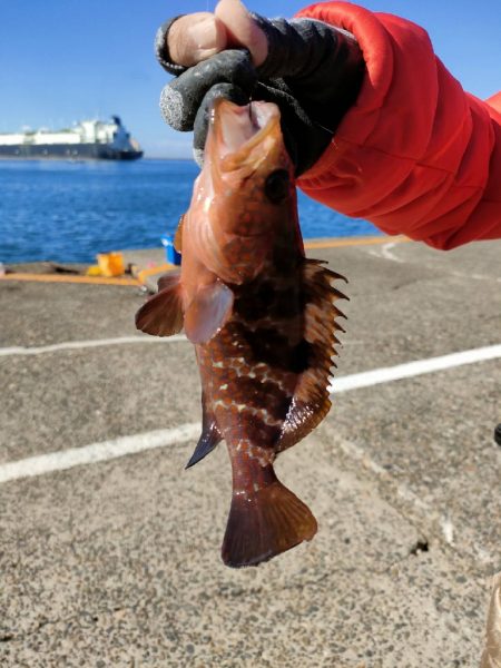 管理釣り場でキジハタ