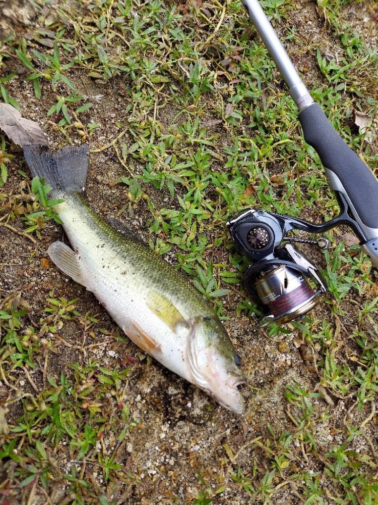 バス釣り　スピニングしばり