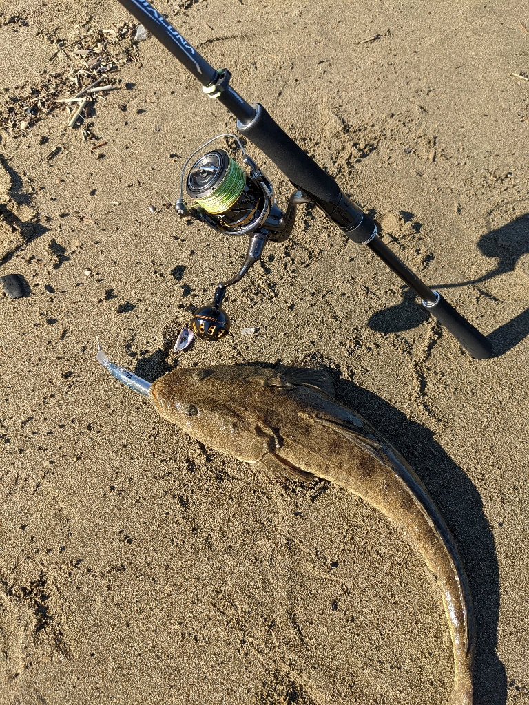 記録更新マゴチ