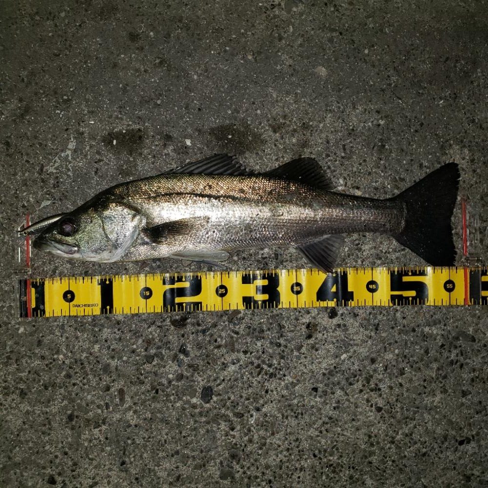 おはようスズキさん!