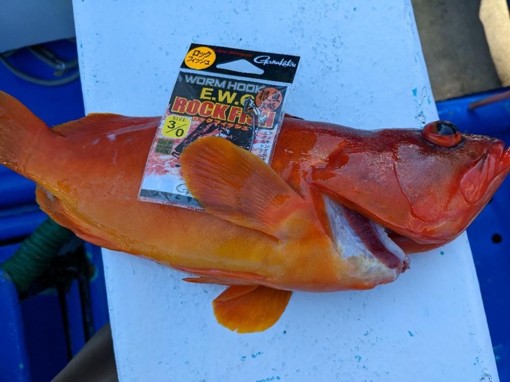 カンパチ･ロックフィッシュ