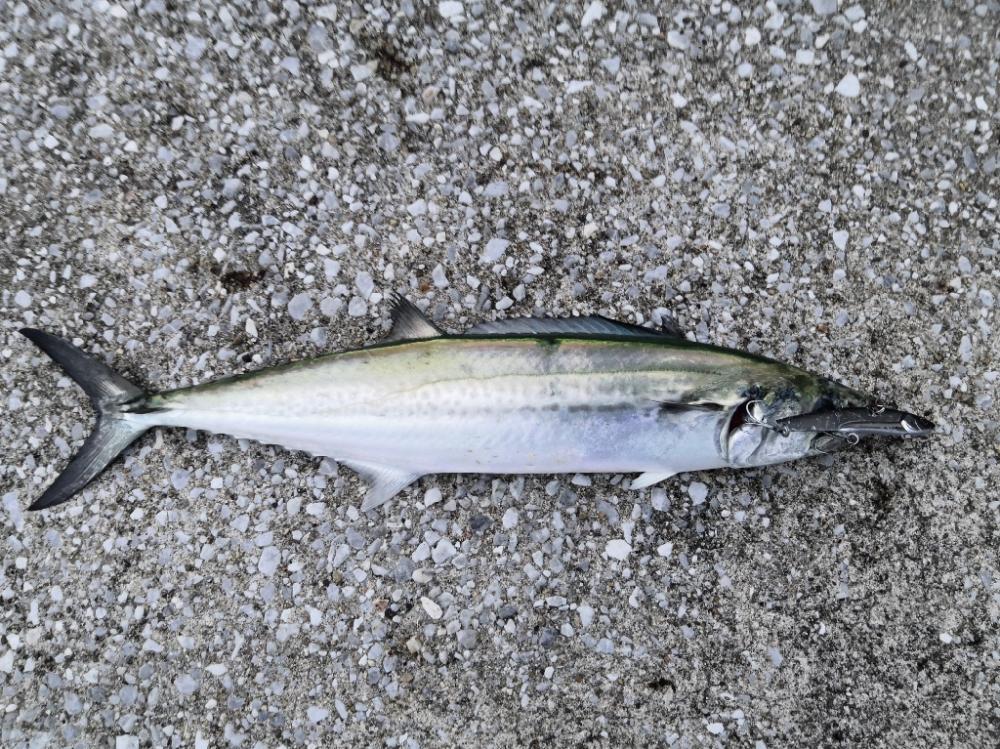 ショアジギングで小物