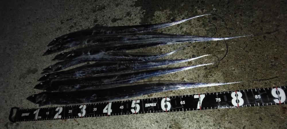 タチウオ釣れてます