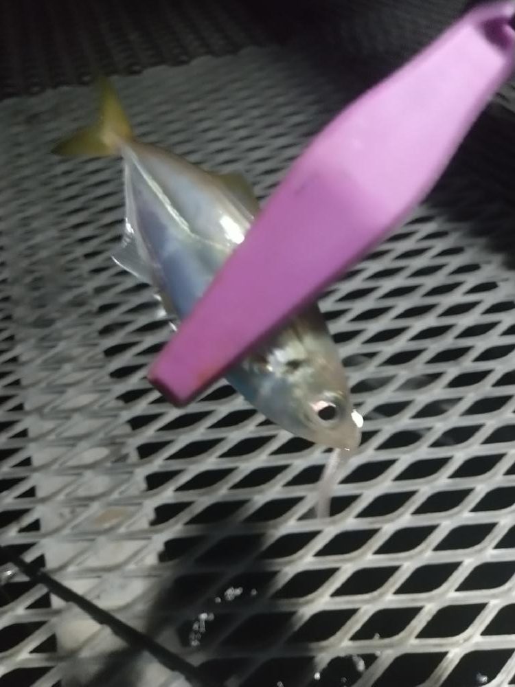 タチウオとアジ狙いで☆