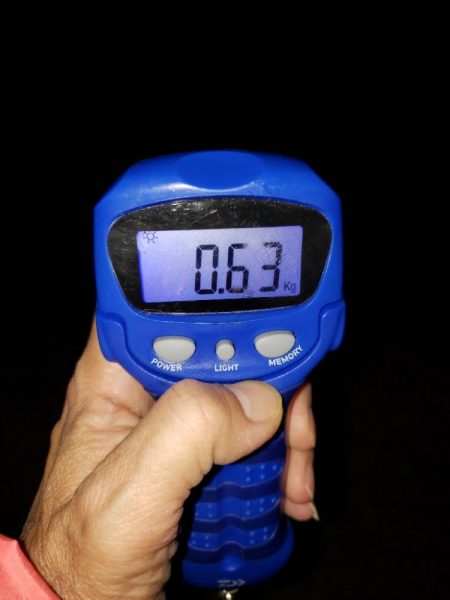 エギング⑧エギング