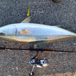 ギリブリったでしょ！