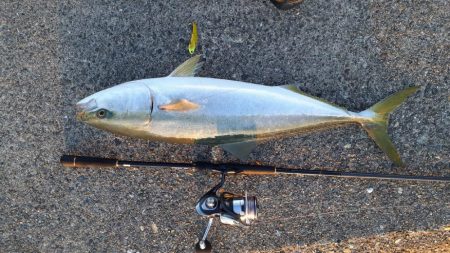 ギリブリったでしょ！