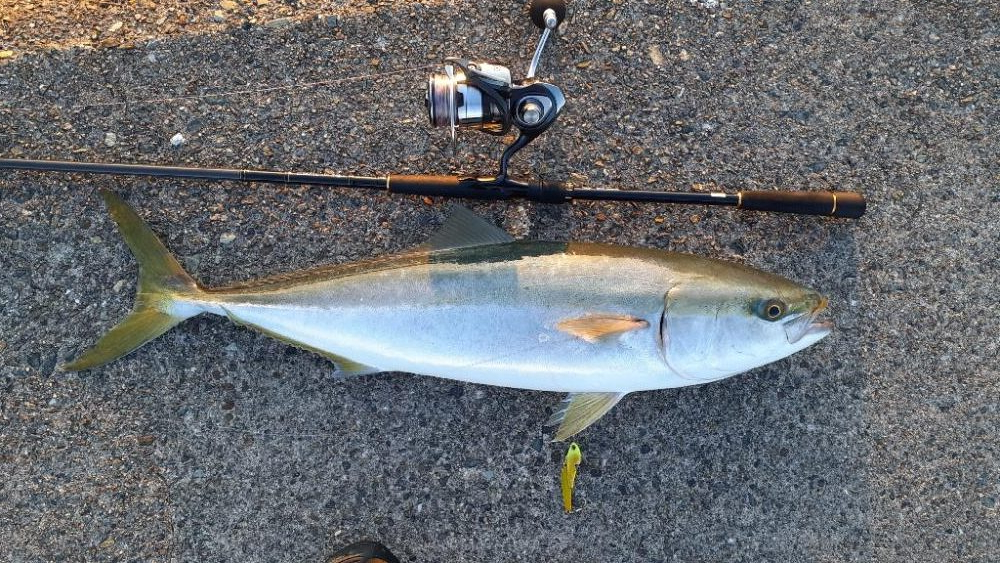 ギリブリったでしょ!