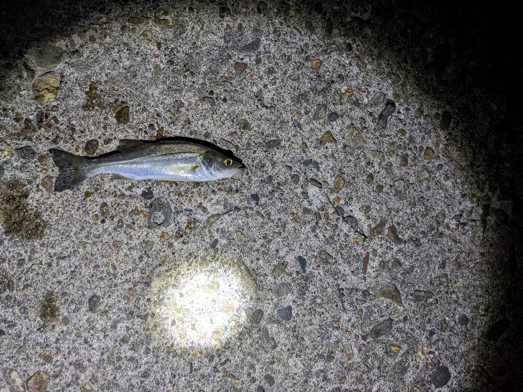 電気ウキも楽しい👍