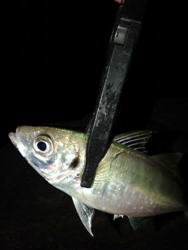 フロートゲーム