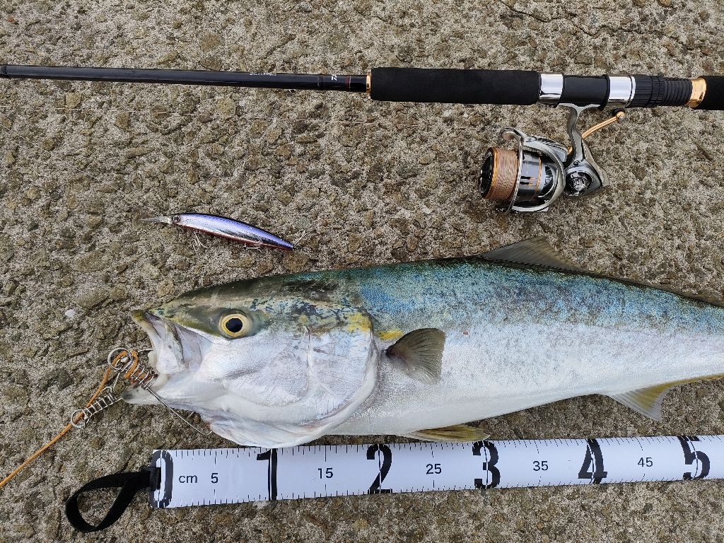 今シーズン青物６匹目