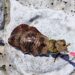 浜田地磯釣行最終日