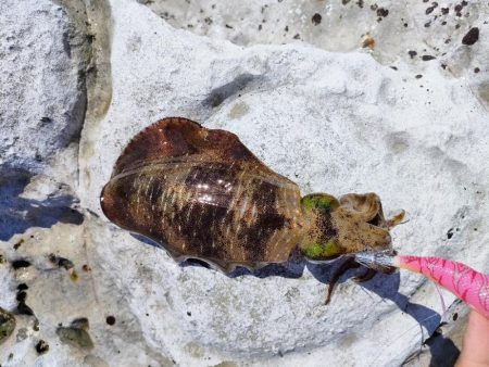 浜田地磯釣行最終日