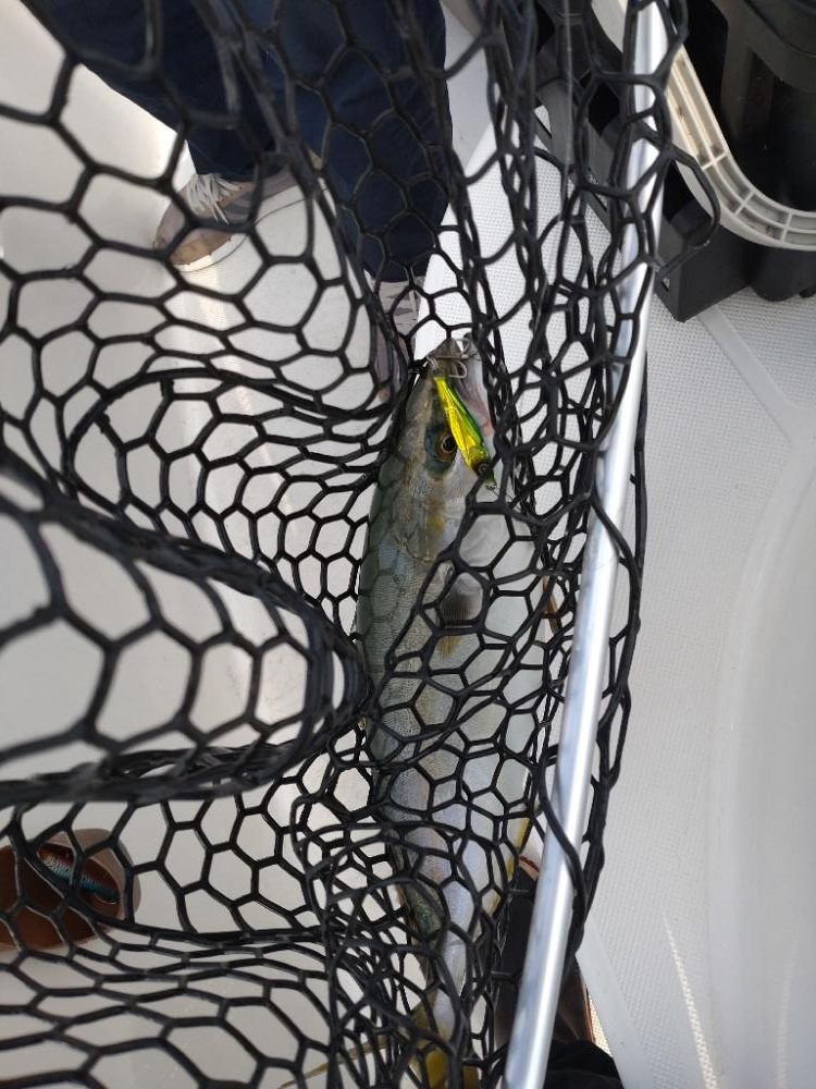 失われし鰯を求めて