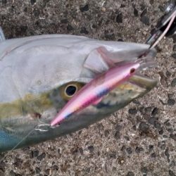 朝イチはメジロがふえてます!