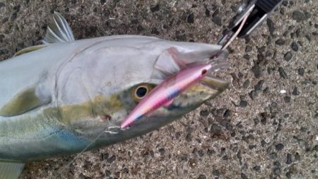 朝イチはメジロがふえてます!