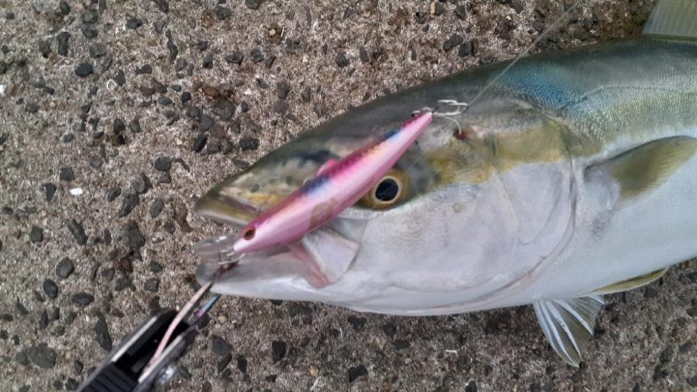 朝イチはメジロがふえてます!