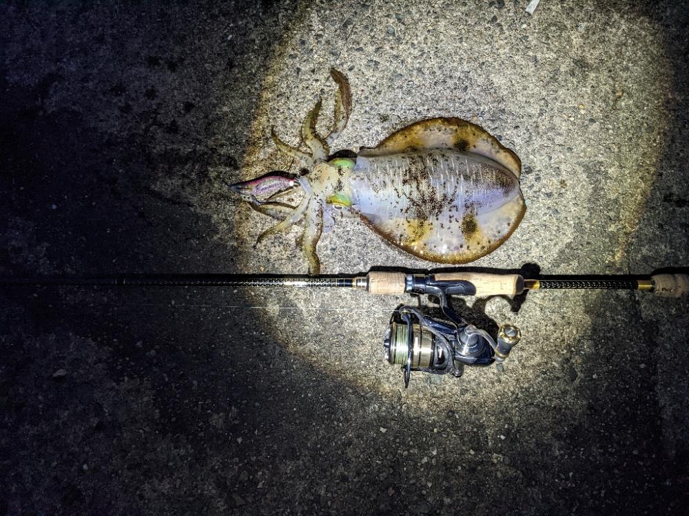 1年ぶりのホーム漁港で20杯超え(・x・*)♪