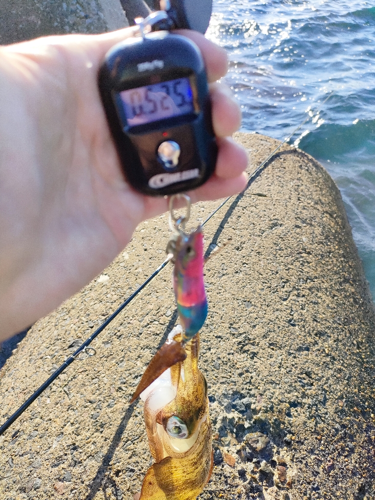 浜田港エギング