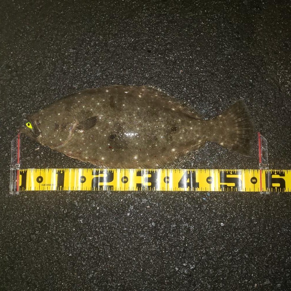 鉄板の赤金ワーム