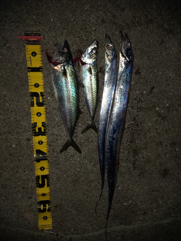 タチウオ引き釣り③