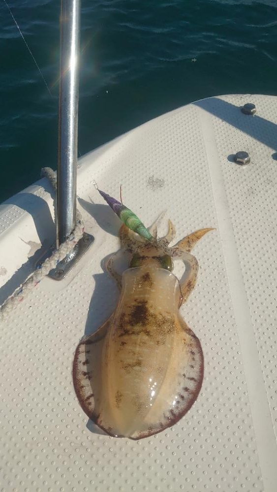 ボートエギング